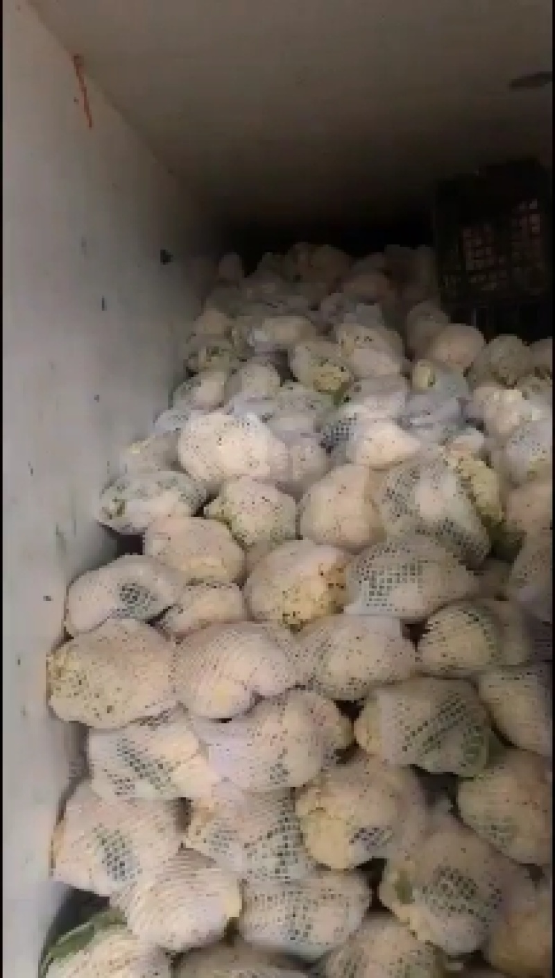精品散花大量有货需要的联系价格便宜