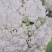 精品散花大量有货需要的联系价格便宜