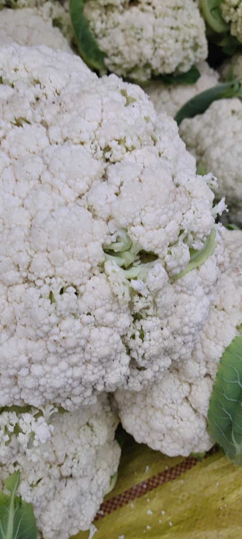 精品散花大量有货需要的联系价格便宜