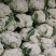 精品散花大量有货需要的联系价格便宜