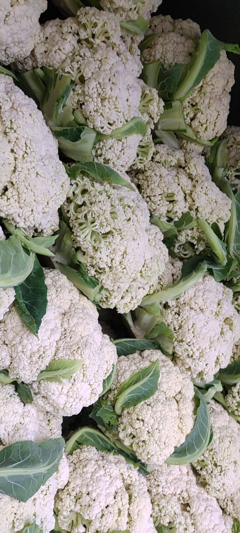 精品散花大量有货需要的联系价格便宜