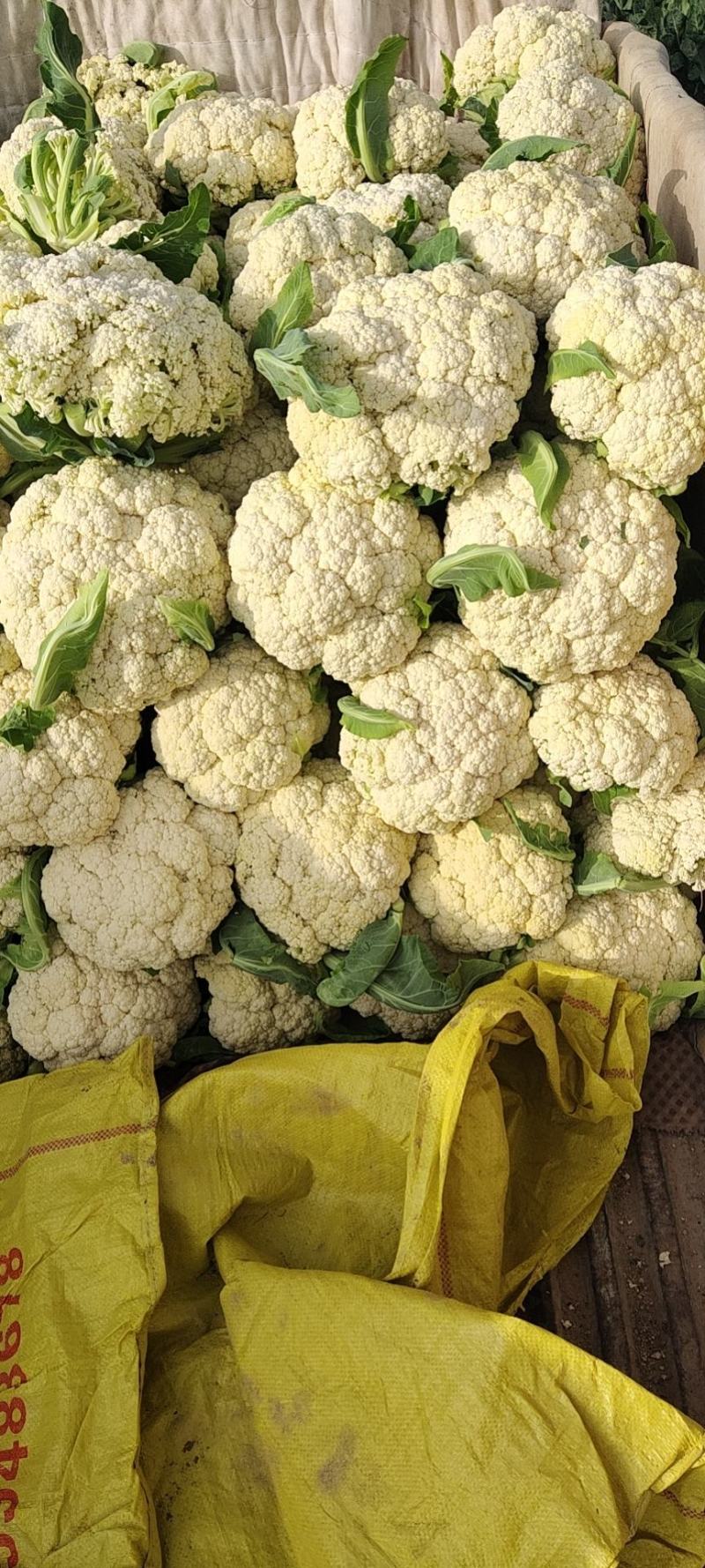 精品散花大量有货需要的联系价格便宜