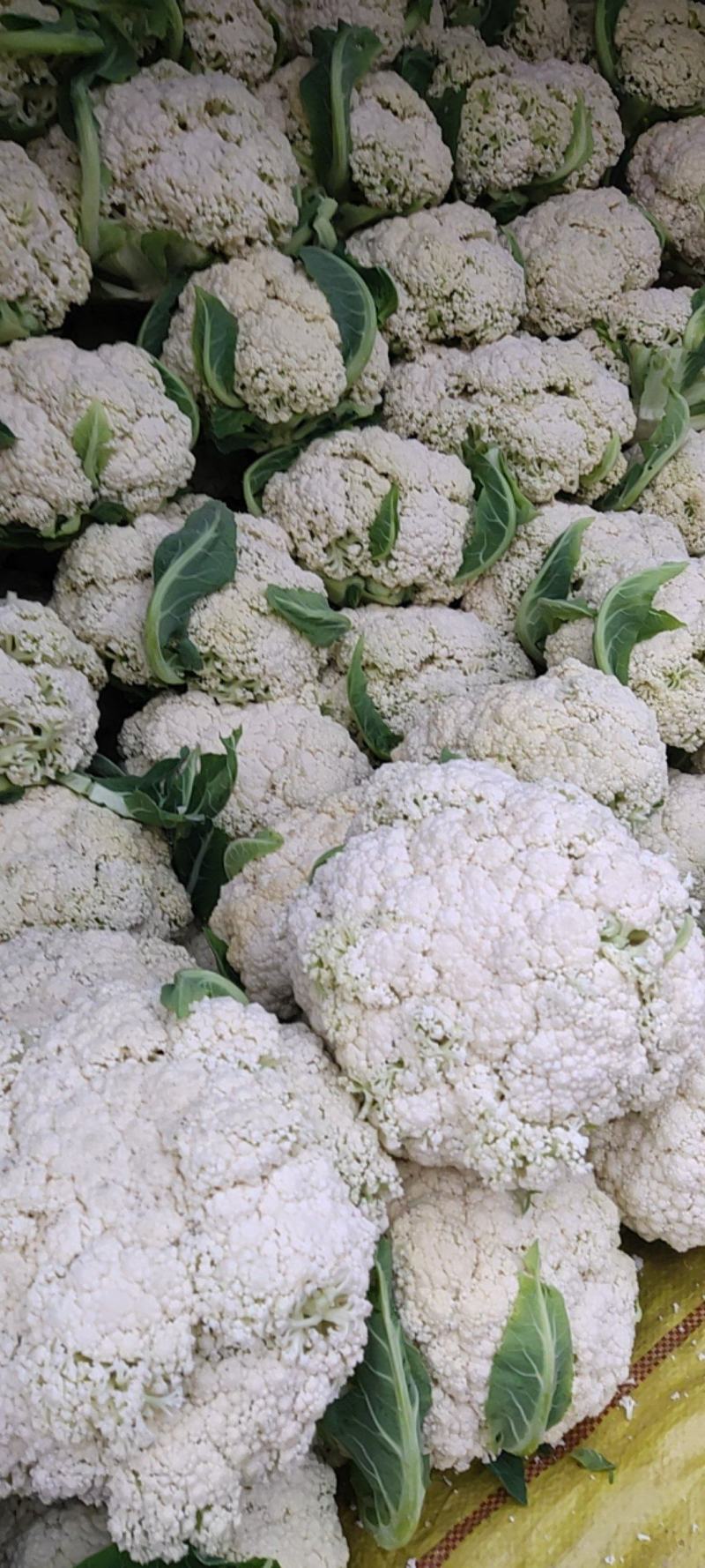 精品散花大量有货需要的联系价格便宜