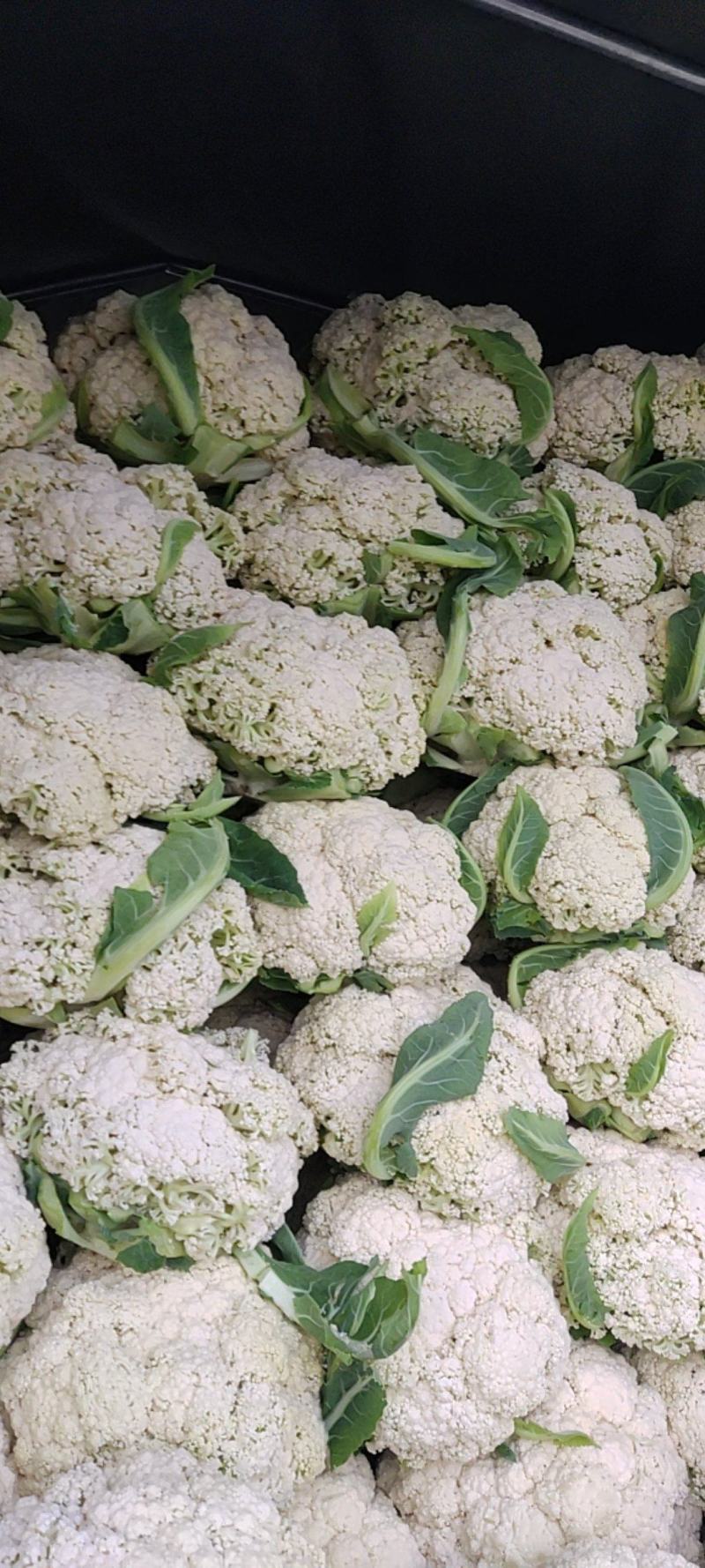 精品散花大量有货需要的联系价格便宜