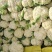 精品散花大量有货需要的联系价格便宜