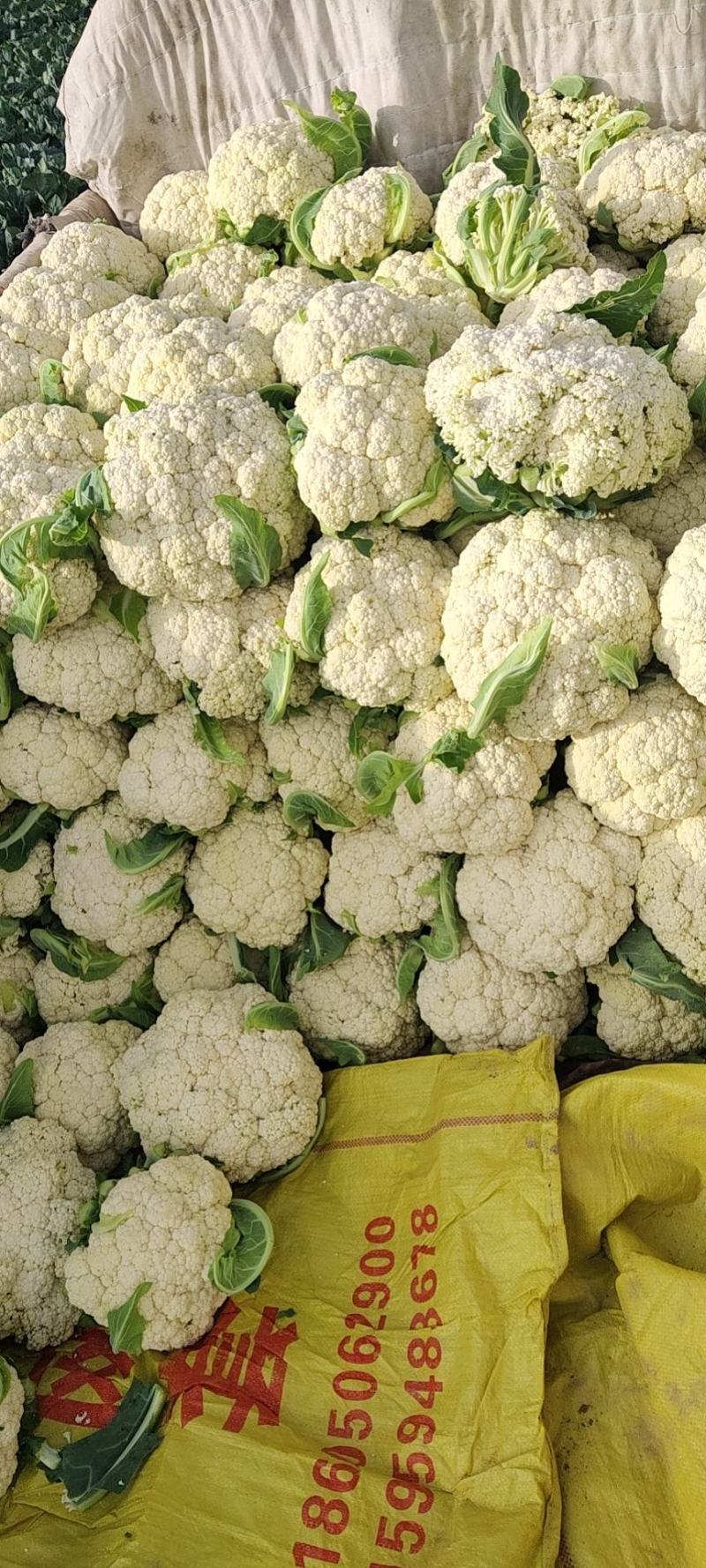 精品散花大量有货需要的联系价格便宜