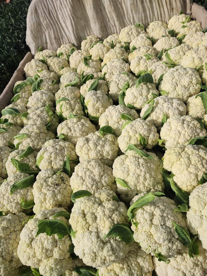 精品散花大量有货需要的联系价格便宜