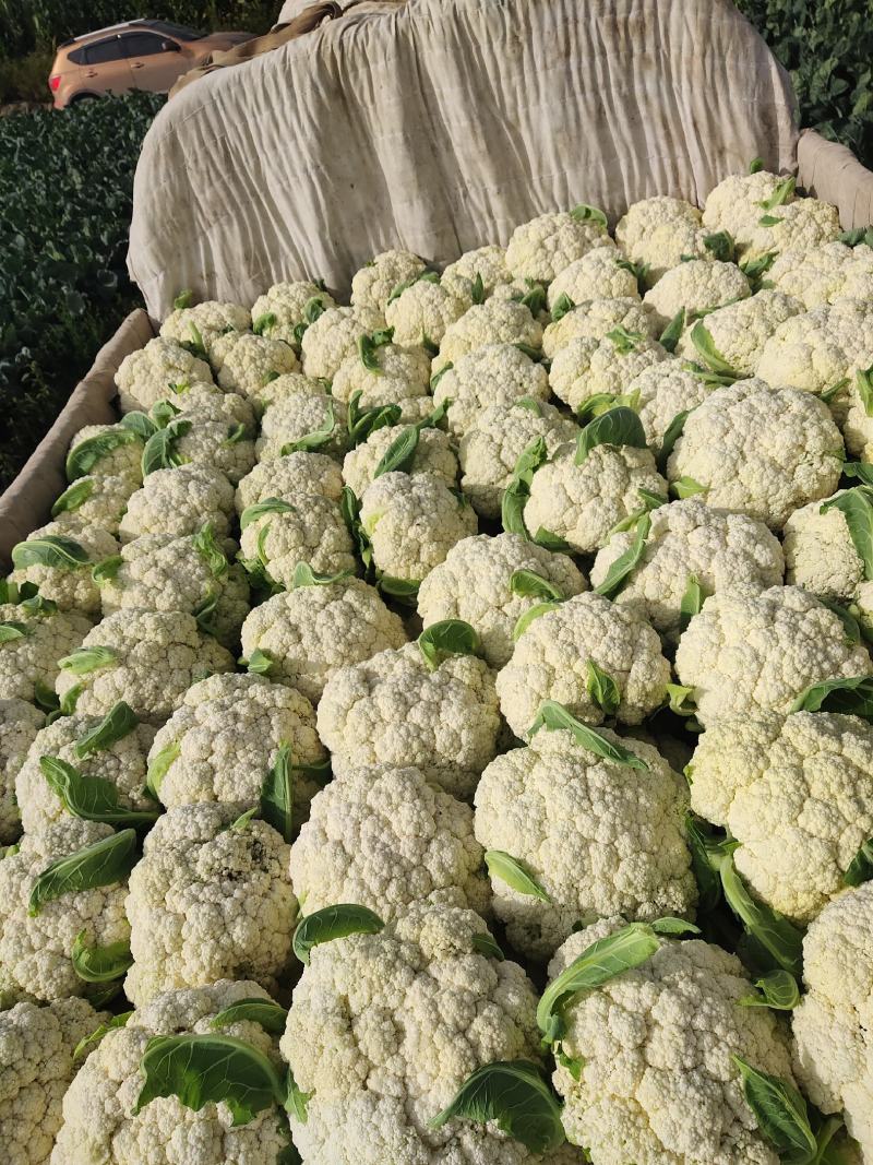 精品散花大量有货需要的联系价格便宜