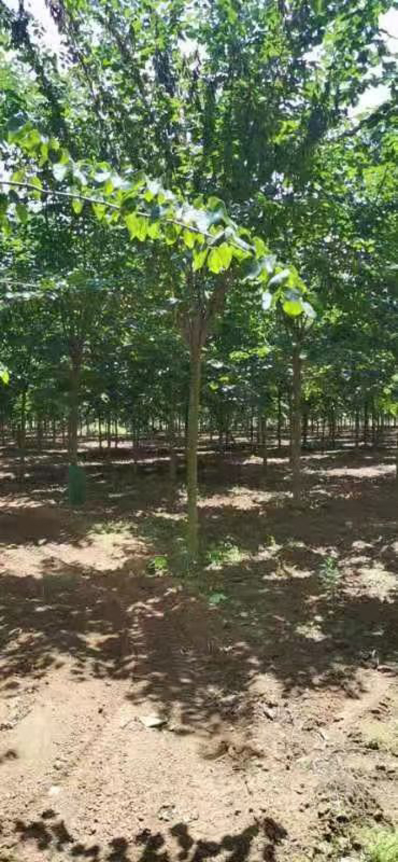 巨紫荆，紫荆.丛生紫荆，10公分紫荆，12公分.紫荆，