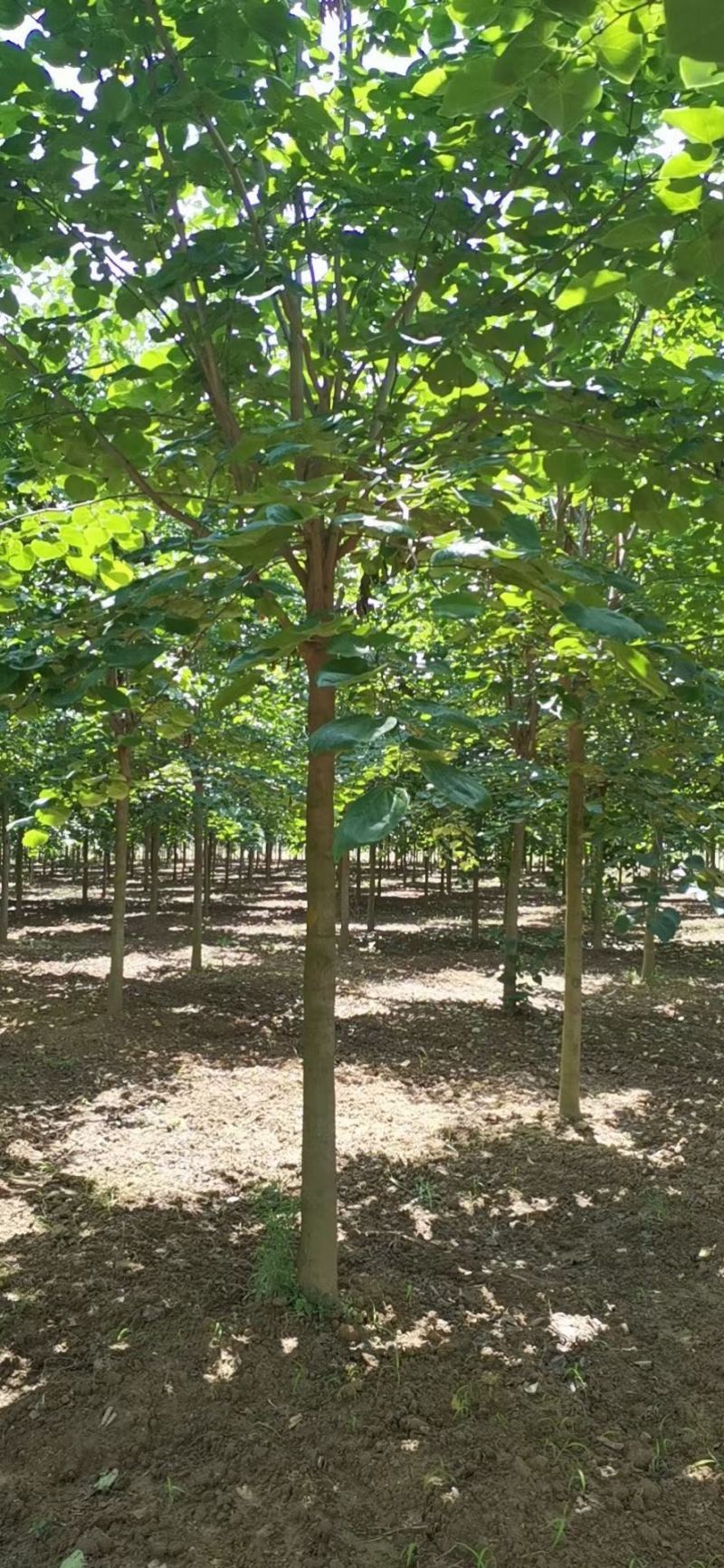 巨紫荆，紫荆.丛生紫荆，10公分紫荆，12公分.紫荆，
