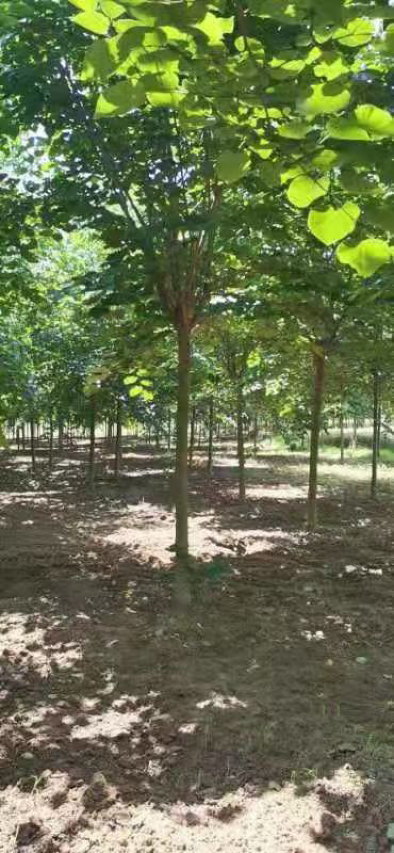 巨紫荆，紫荆.丛生紫荆，10公分紫荆，12公分.紫荆，