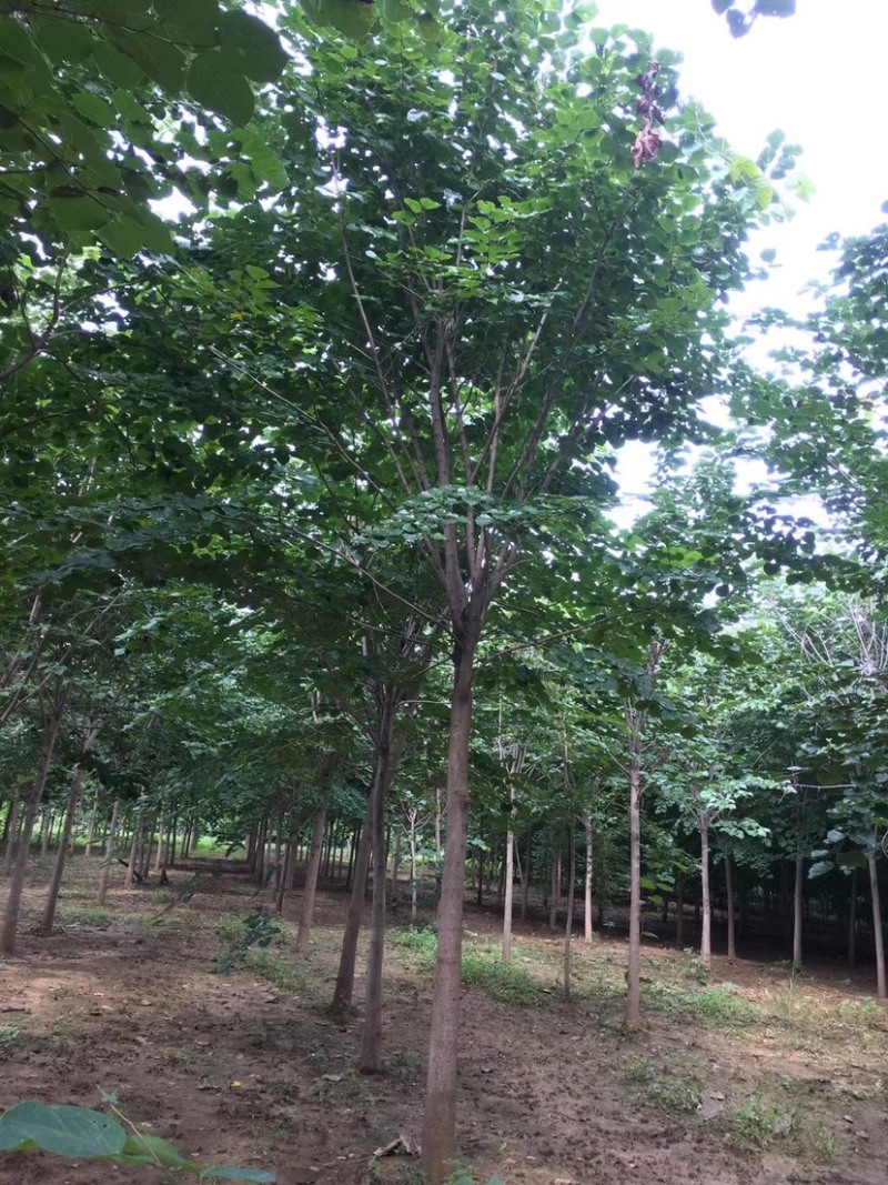 巨紫荆，紫荆.丛生紫荆，10公分紫荆，12公分.紫荆，