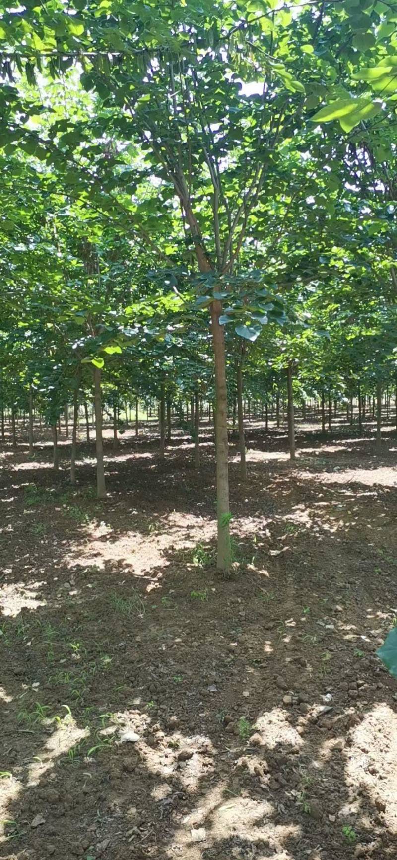 巨紫荆，紫荆.丛生紫荆，10公分紫荆，12公分.紫荆，