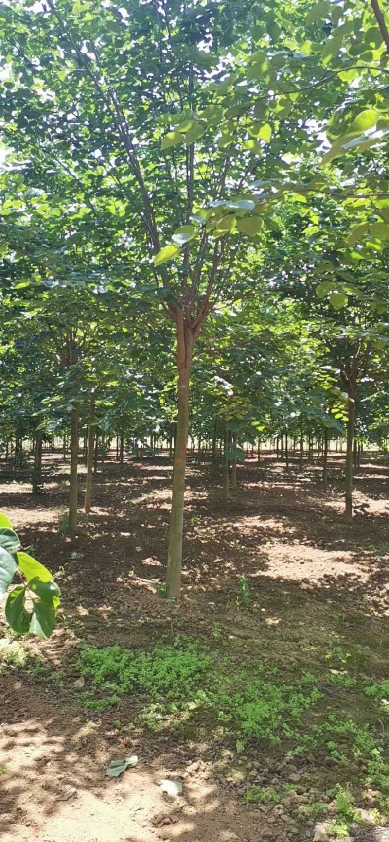 巨紫荆，紫荆.丛生紫荆，10公分紫荆，12公分.紫荆，
