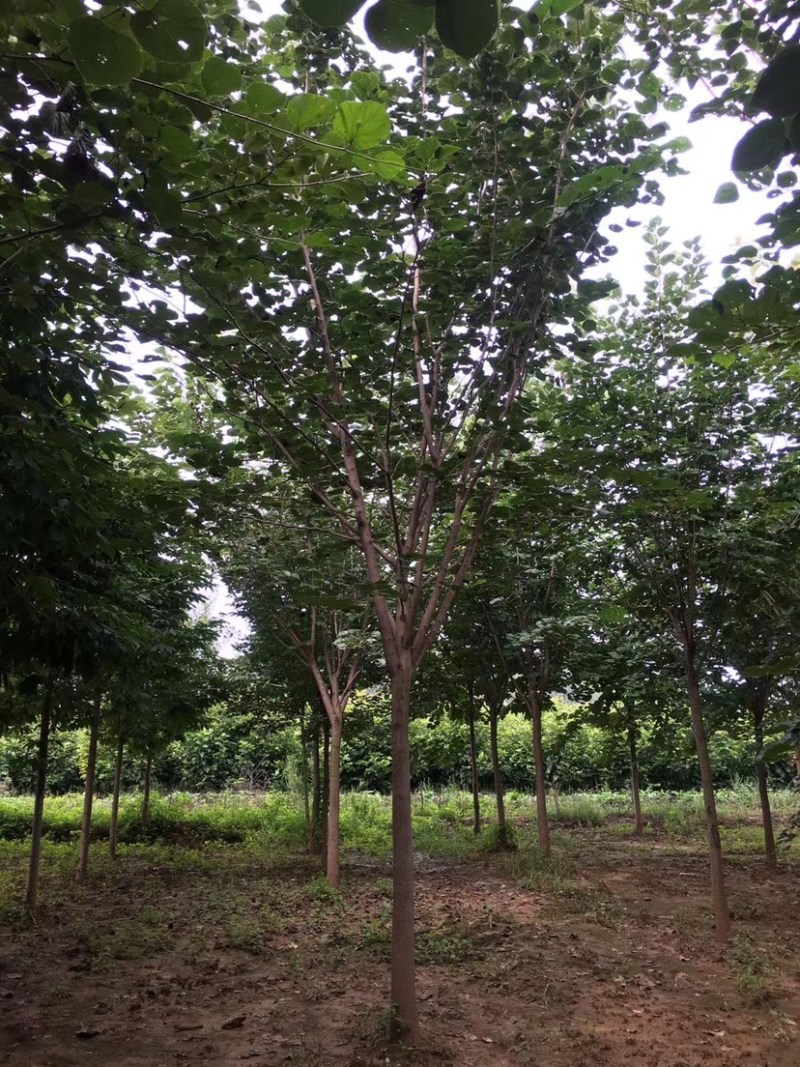 巨紫荆，紫荆.丛生紫荆，10公分紫荆，12公分.紫荆，