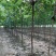 黄栌独杆黄栌圃货黄栌3-5公分黄栌黄栌苗