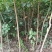 黄栌独杆黄栌圃货黄栌3-5公分黄栌黄栌苗