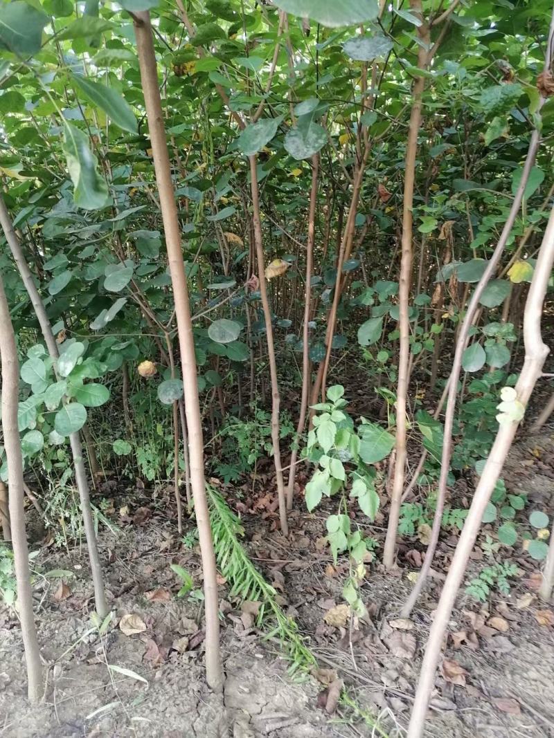 黄栌独杆黄栌圃货黄栌3-5公分黄栌黄栌苗