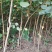 黄栌独杆黄栌圃货黄栌3-5公分黄栌黄栌苗