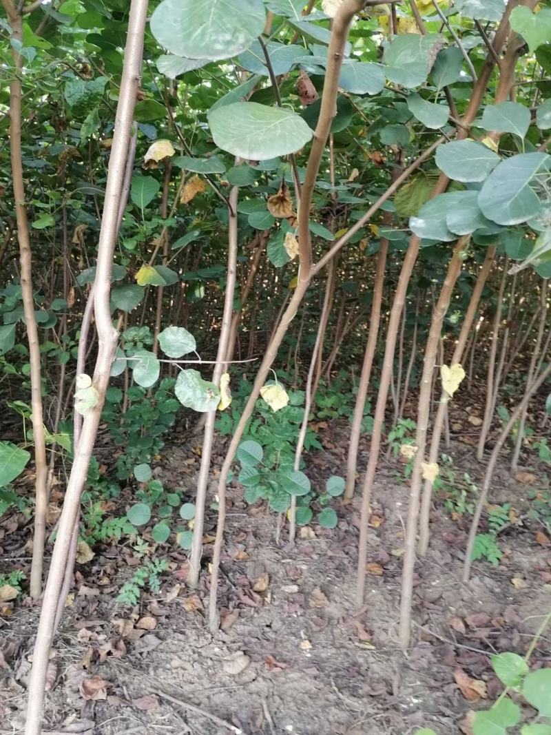 黄栌独杆黄栌圃货黄栌3-5公分黄栌黄栌苗