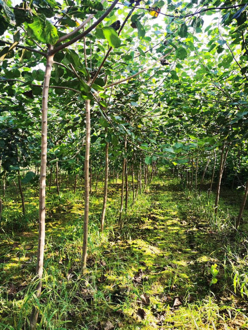 黄栌独杆黄栌圃货黄栌3-5公分黄栌黄栌苗