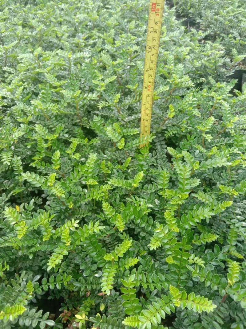 7斤袋装清香木