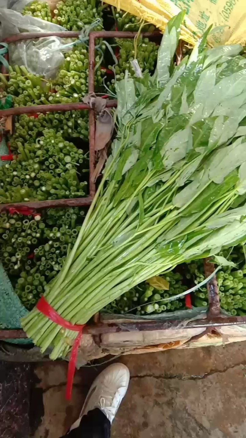 精品空心菜，货源充足产地直销，全国各地的朋友欢迎来电咨询