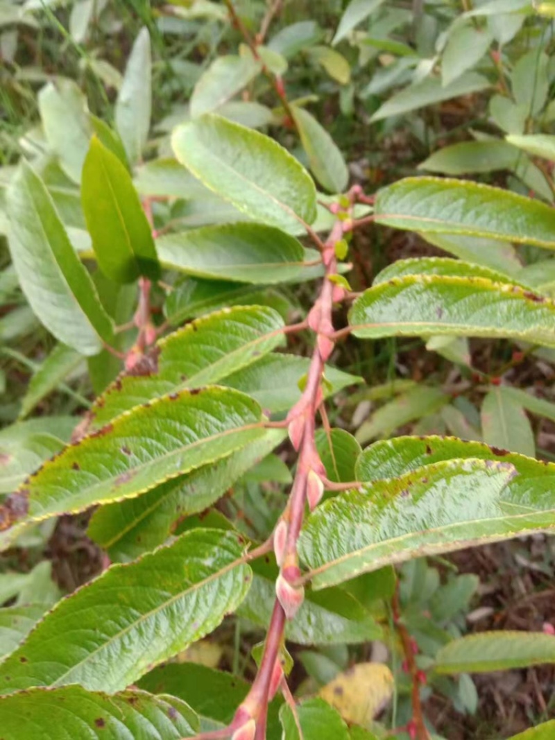 银柳年宵花畅销产品，大量批发