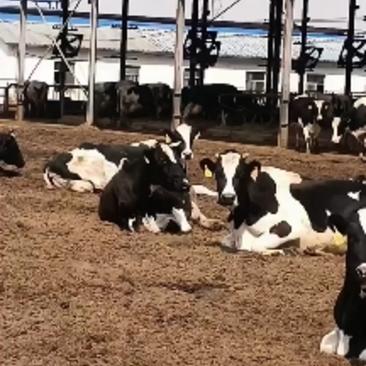 奶牛牛犊，肉牛，西门塔尔牛，小公牛，小母牛。