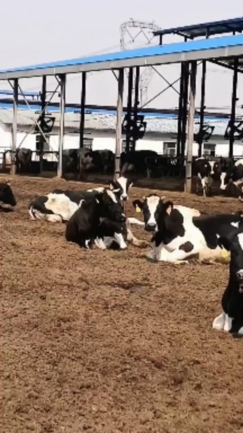 奶牛牛犊，肉牛，西门塔尔牛，小公牛，小母牛。