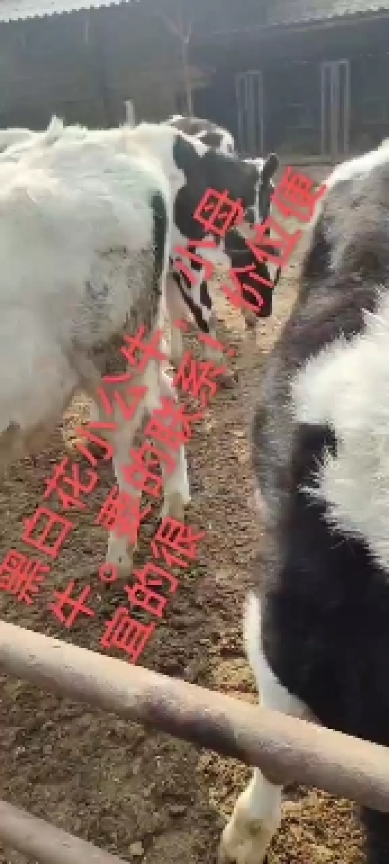 奶牛牛犊，肉牛，西门塔尔牛，小公牛，小母牛。