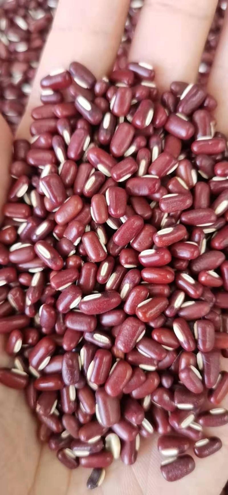 赤小豆（进口，国产）基地直发，大量有货，品种保证