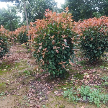 【推荐好货】红叶石楠球80.....1米货源充足