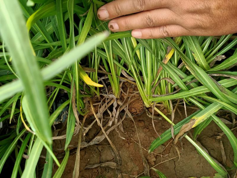 蛇鞭菊宿根花卉蛇鞭菊盆栽植物蛇鞭菊价格基地