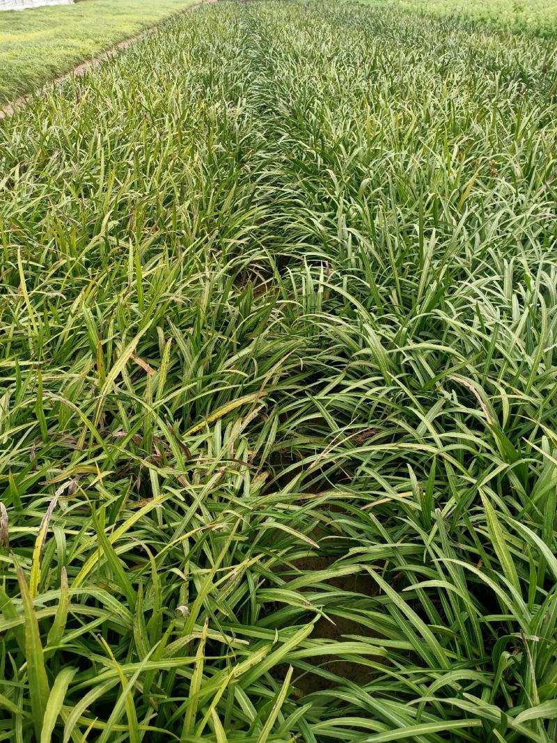 蛇鞭菊宿根花卉蛇鞭菊盆栽植物蛇鞭菊价格基地