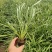 蛇鞭菊宿根花卉蛇鞭菊盆栽植物蛇鞭菊价格基地