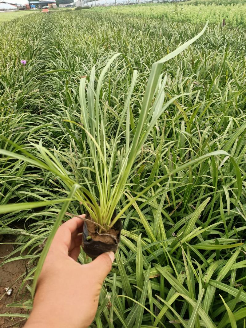蛇鞭菊宿根花卉蛇鞭菊盆栽植物蛇鞭菊价格基地