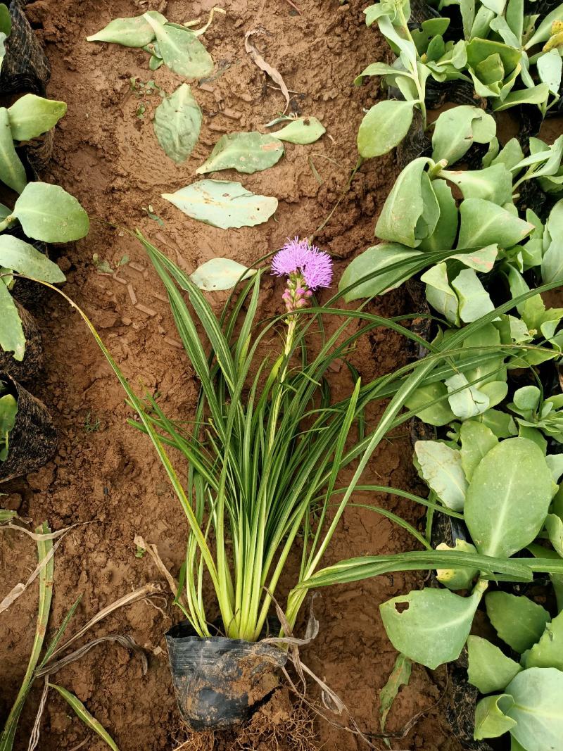 蛇鞭菊宿根花卉蛇鞭菊盆栽植物蛇鞭菊价格基地