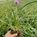 蛇鞭菊宿根花卉蛇鞭菊盆栽植物蛇鞭菊价格基地