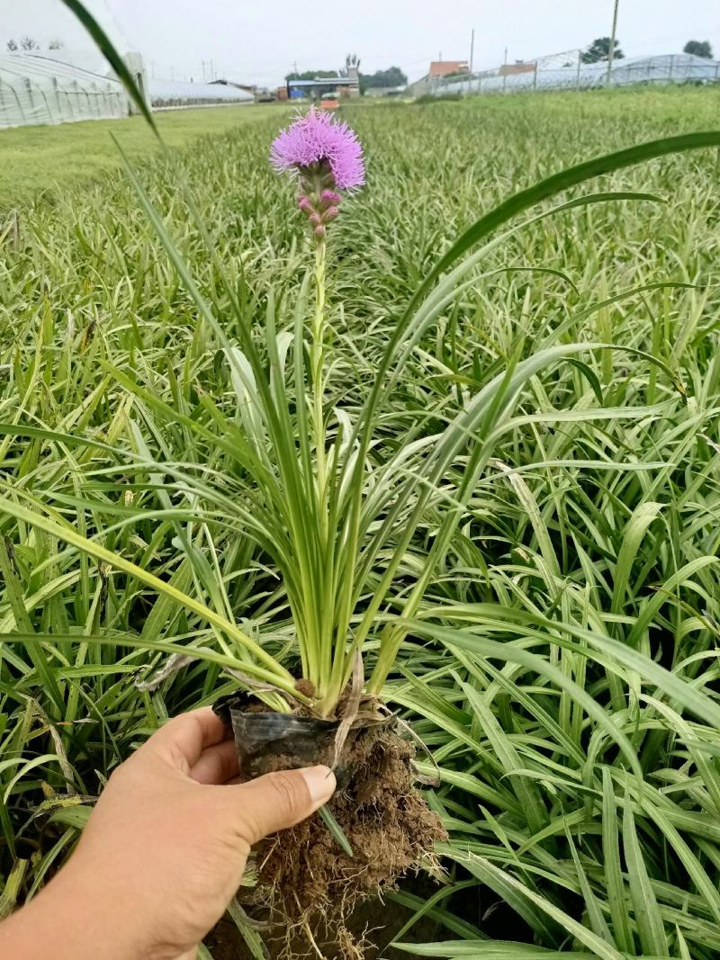 蛇鞭菊宿根花卉蛇鞭菊盆栽植物蛇鞭菊价格基地