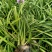 蛇鞭菊宿根花卉蛇鞭菊盆栽植物蛇鞭菊价格基地