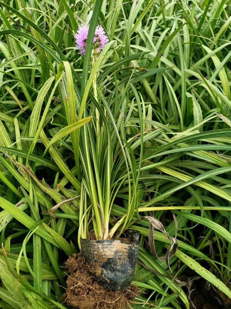 蛇鞭菊宿根花卉蛇鞭菊盆栽植物蛇鞭菊价格基地