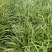 蛇鞭菊宿根花卉蛇鞭菊盆栽植物蛇鞭菊价格基地
