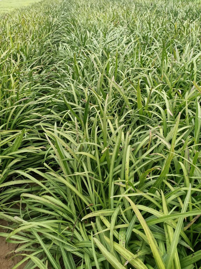 蛇鞭菊宿根花卉蛇鞭菊盆栽植物蛇鞭菊价格基地