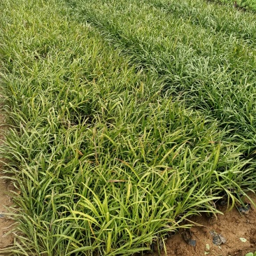 蛇鞭菊宿根花卉蛇鞭菊盆栽植物蛇鞭菊价格基地