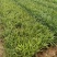 蛇鞭菊宿根花卉蛇鞭菊盆栽植物蛇鞭菊价格基地