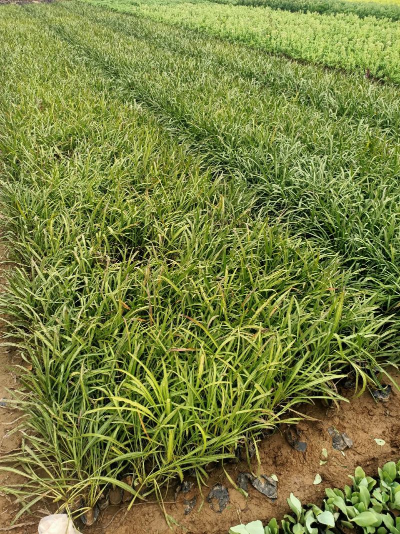 蛇鞭菊宿根花卉蛇鞭菊盆栽植物蛇鞭菊价格基地