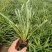 蛇鞭菊宿根花卉蛇鞭菊盆栽植物蛇鞭菊价格基地