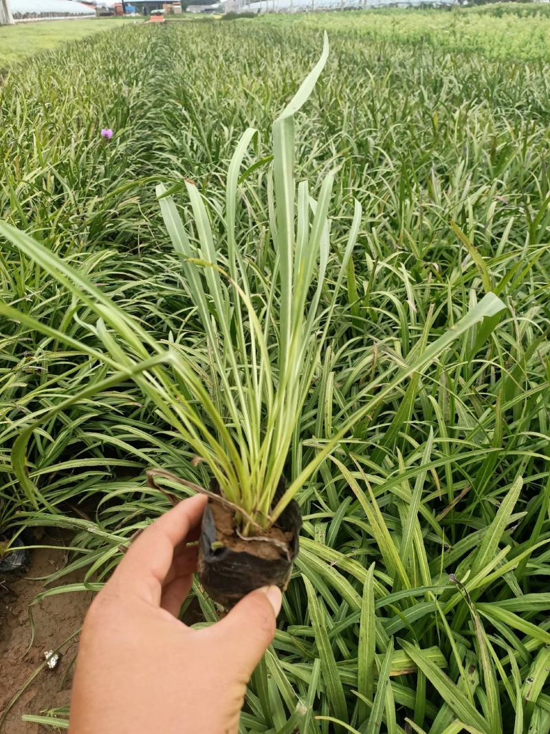 蛇鞭菊宿根花卉蛇鞭菊盆栽植物蛇鞭菊价格基地