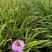 蛇鞭菊宿根花卉蛇鞭菊盆栽植物蛇鞭菊价格基地